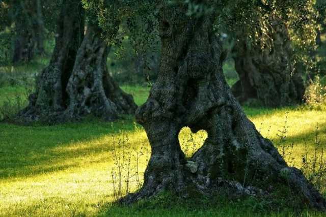 Il �grande cuore degli ulivi": dopo l'albero pensante ecco quello ''innamorato'' 